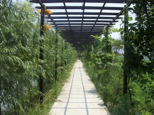 泰州农庄绿色长廊